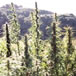 Hemp