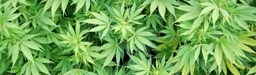 weed