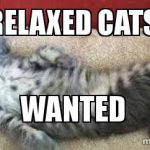 Relaxed cats wanted