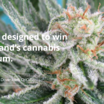 CHOISE model is designed to win the cannabis referendum.