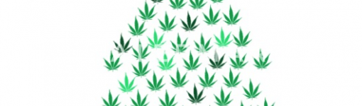 Cannabis year in review: the referendum’s long shadow