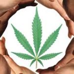 Polls show how to win the cannabis referendum: social equity, social enterprise and social clubs