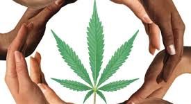 Polls show how to win the cannabis referendum: social equity, social enterprise and social clubs