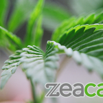 How Patients Could Access Medicinal Cannabis by Christmas